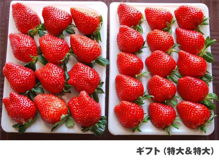 朝採れいちご 直売所（ドギーズアイランド前）