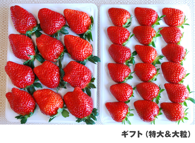 朝採れいちご 直売所（ドギーズアイランド前）