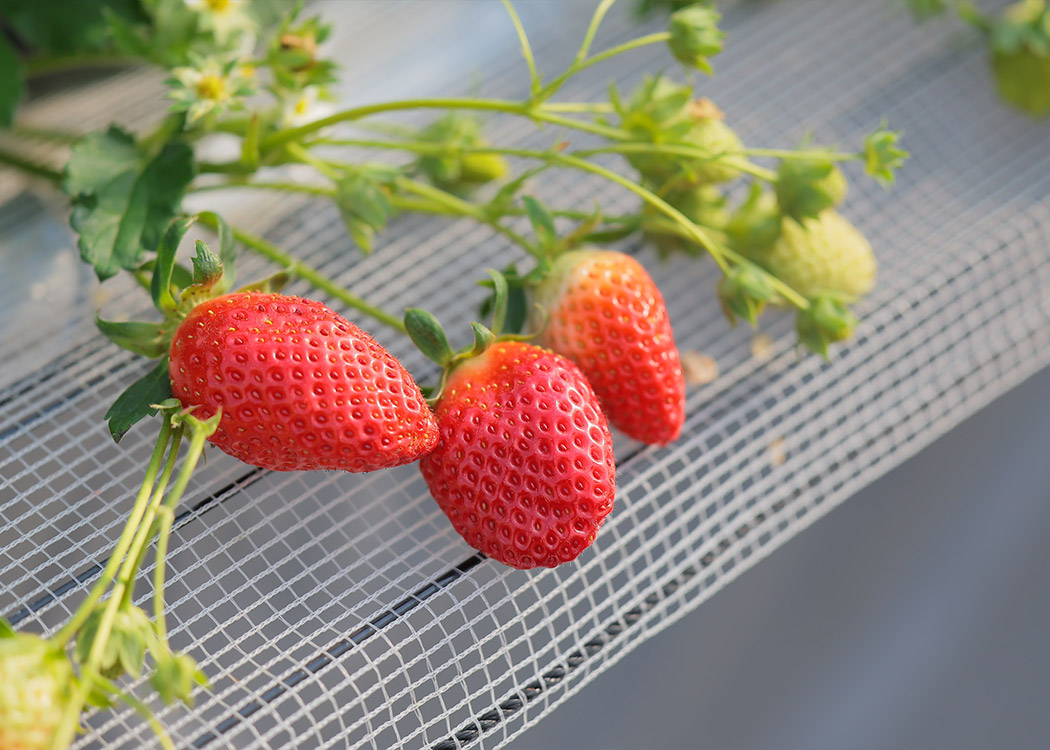 東京おひさまベリー